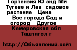 Гортензия Ю энд Ми Тугеве и Лав, садовое растение › Цена ­ 550 - Все города Сад и огород » Другое   . Кемеровская обл.,Таштагол г.